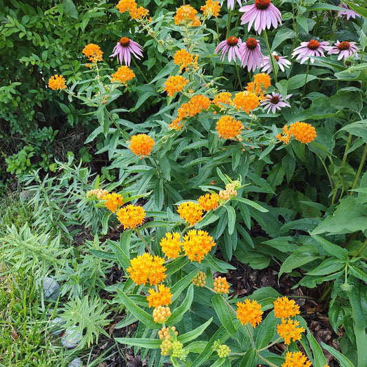 Butterfly Milkweed Seeds 50+ (Asclepias tuberosa)