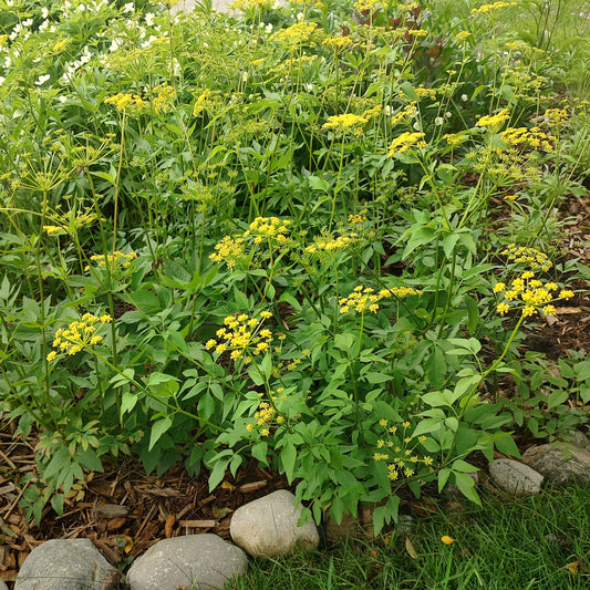 Golden Alexander Seeds 60+ (Zizia aurea)
