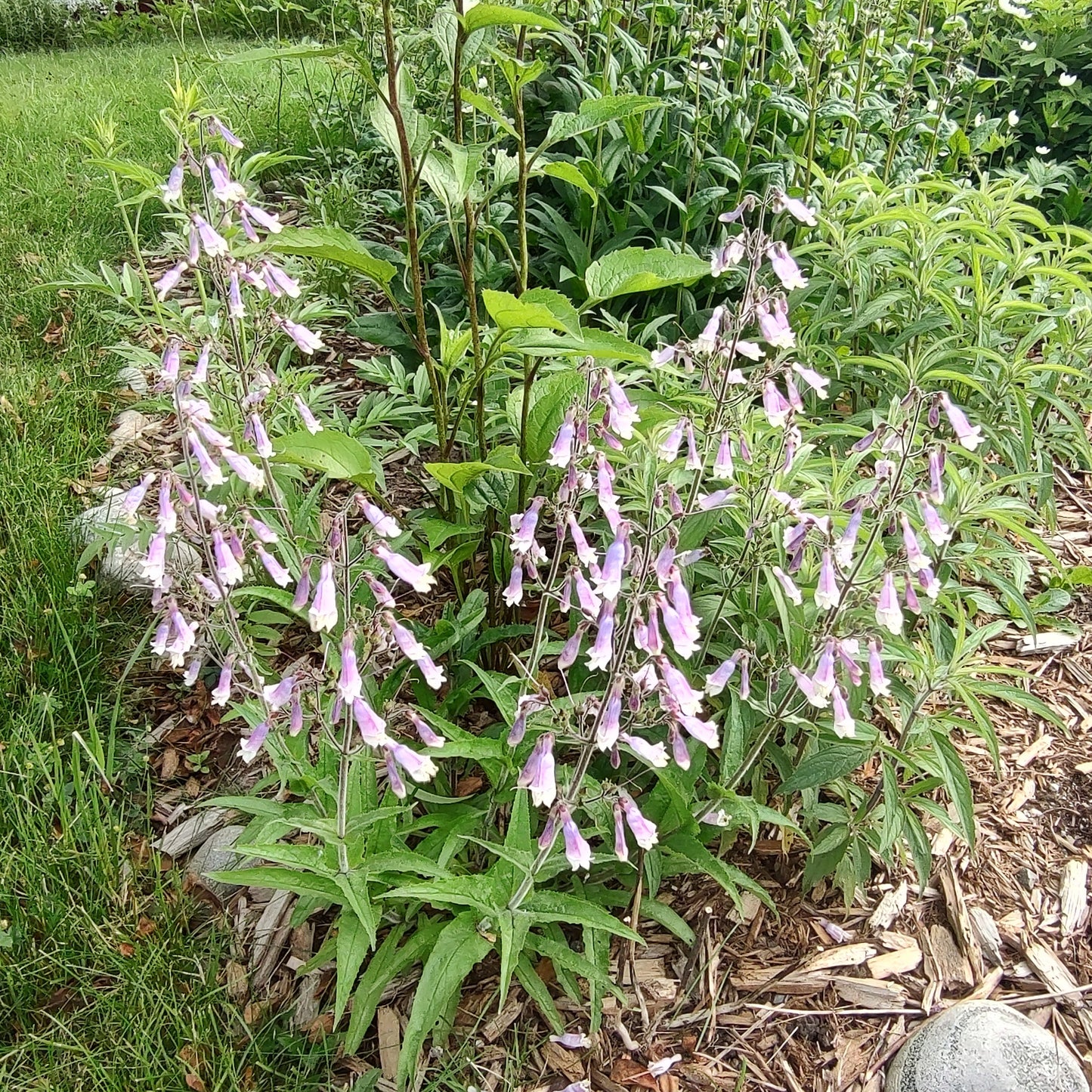 Hairy Beardtongue Seeds 120+ (Penstemon hirsutus)