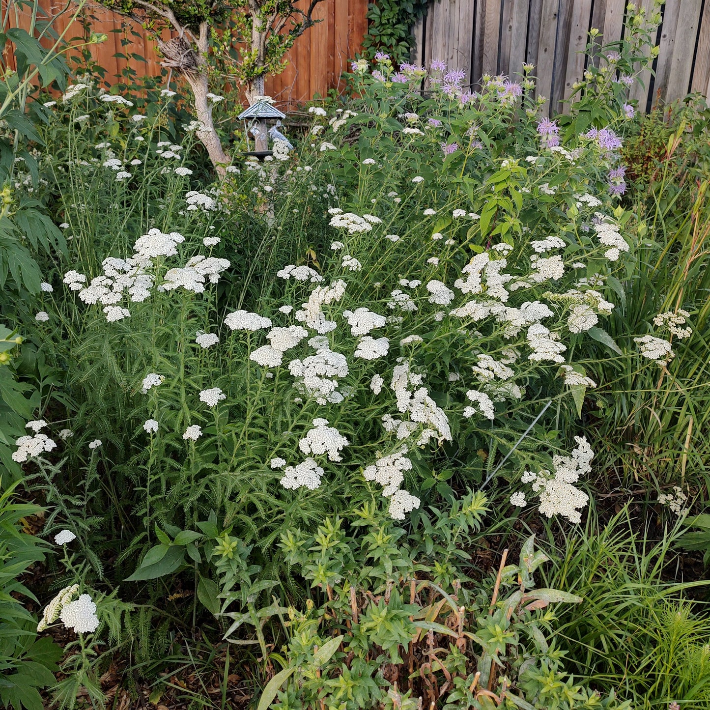 Common Yarrow Seeds 100+ (Achillea millefolium)