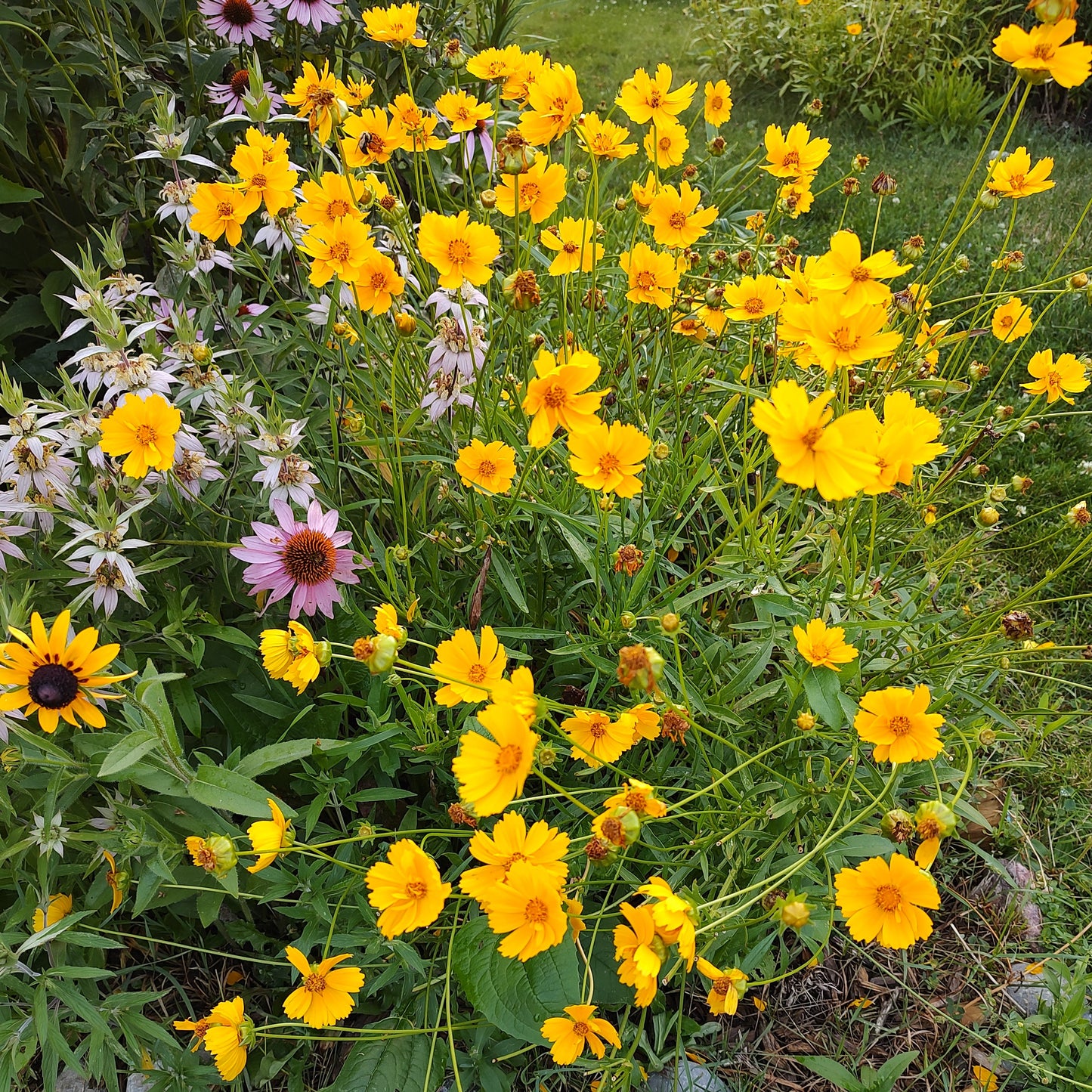 Lance-Leaf Coreopsis Seeds 60+ (Coreopsis lanceolata)