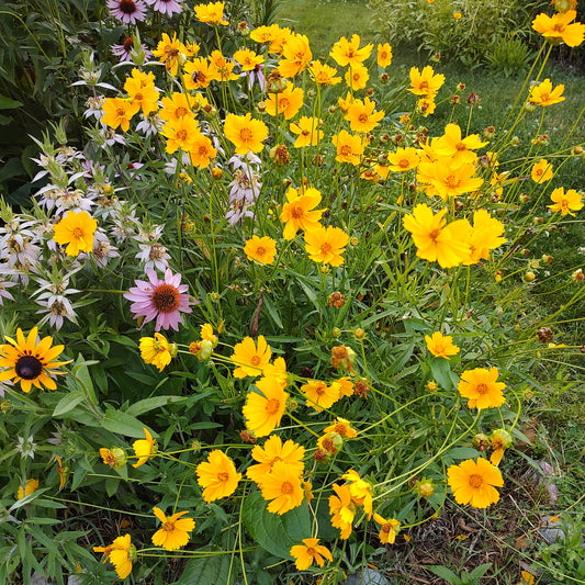 Lance-Leaf Coreopsis Seeds 60+ (Coreopsis lanceolata)