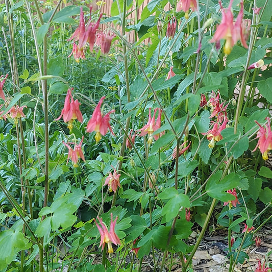 Wild Columbine Seeds 80+ (Aquilegia canadensis)