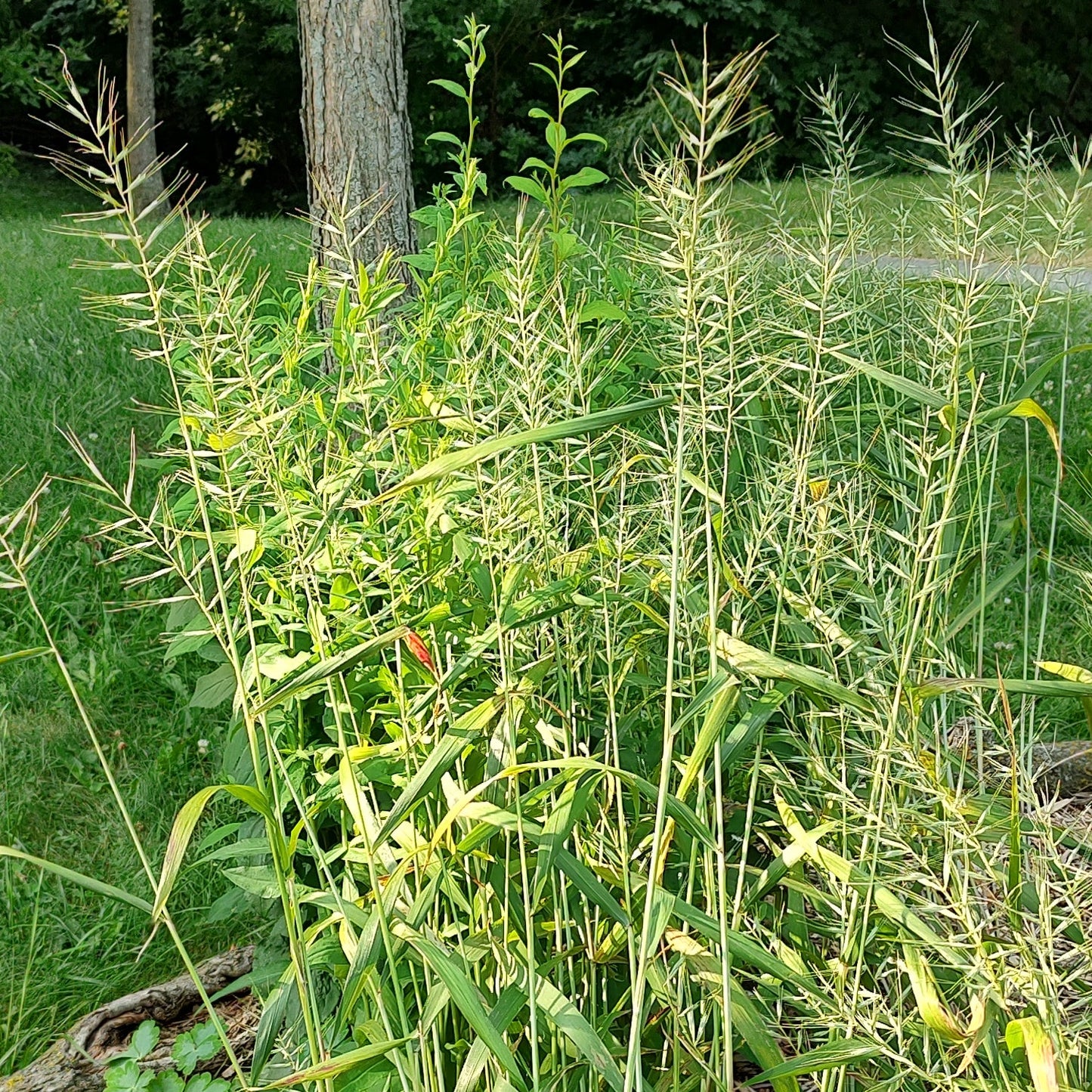 Bottlebrush Grass Seeds 30+ (Elymus hystrix)