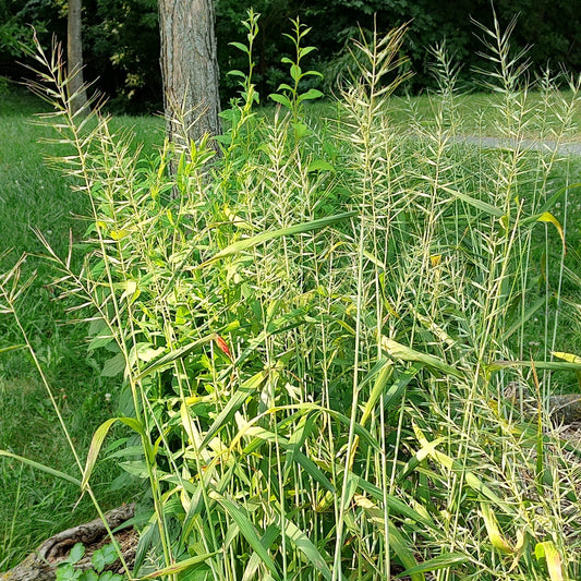 Bottlebrush Grass Seeds 30+ (Elymus hystrix)