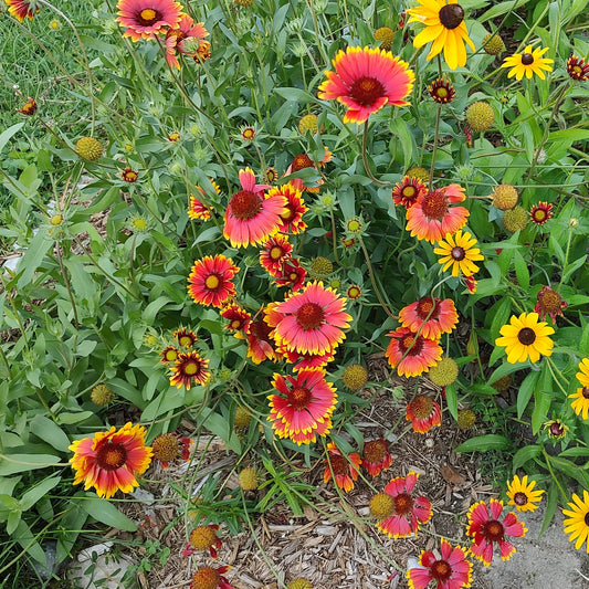 Blanketflower Seeds 30+ (Gaillardia aristata) (near-native)