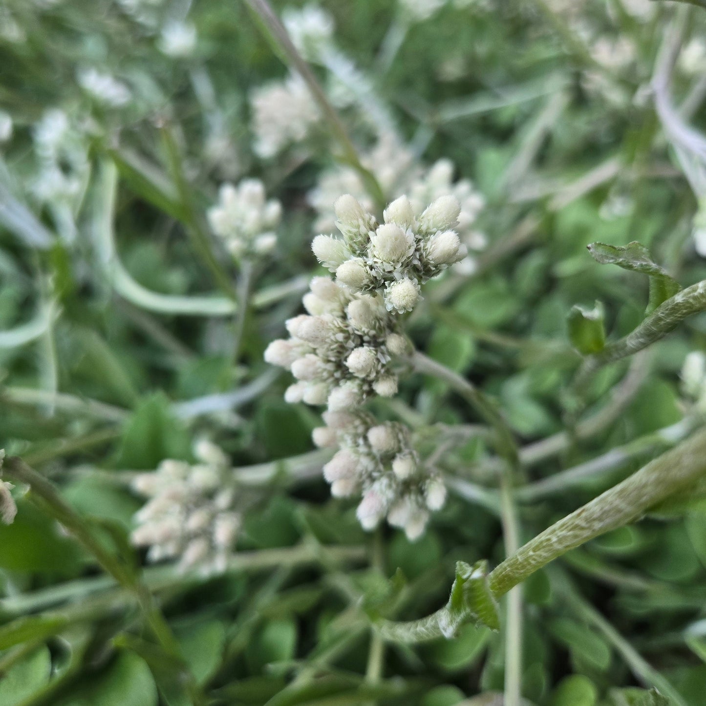 Field Pussytoes Seeds 200+ (Antennaria plantaginifolia)