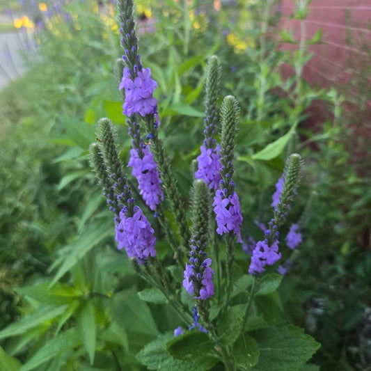 Hoary Vervain Seeds 100+ (Verbena stricta)