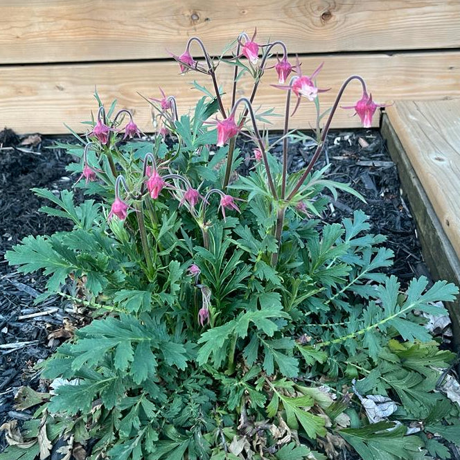 Prairie Smoke Seeds 30+ (Geum triflorum)