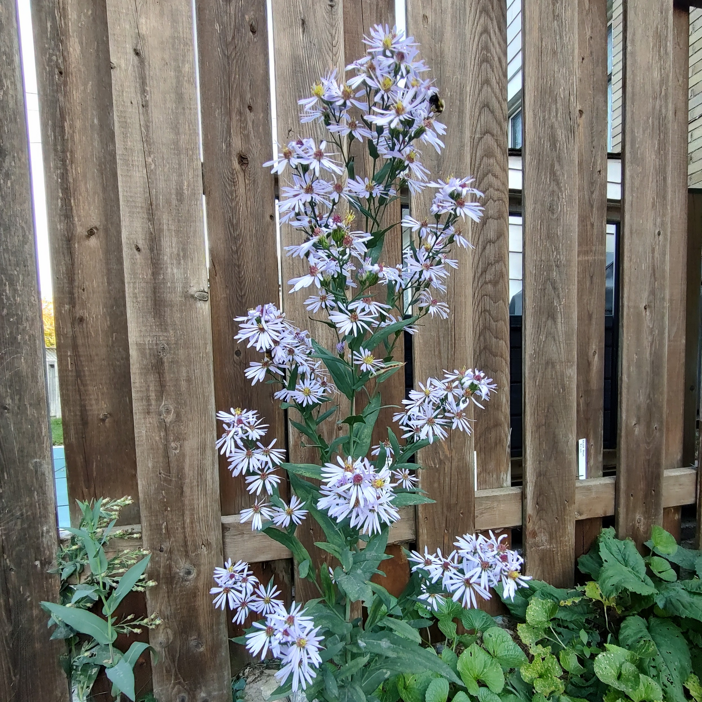 Smooth Blue Aster Seeds 80+ (Symphyotrichum laeve)