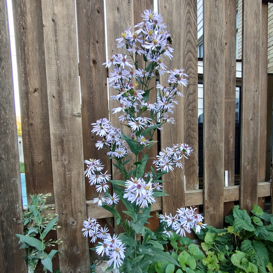 Smooth Blue Aster Seeds 80+ (Symphyotrichum laeve)