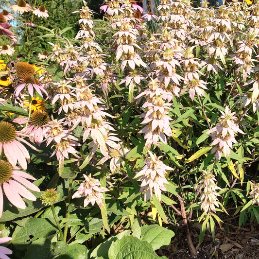 Spotted Bee Balm Seeds 100+ (Monarda punctata)
