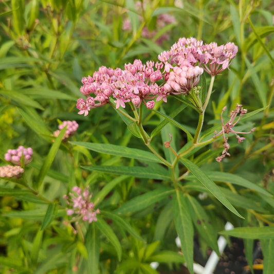 Swamp Milkweed Seeds 50+ (Asclepias incarnata)
